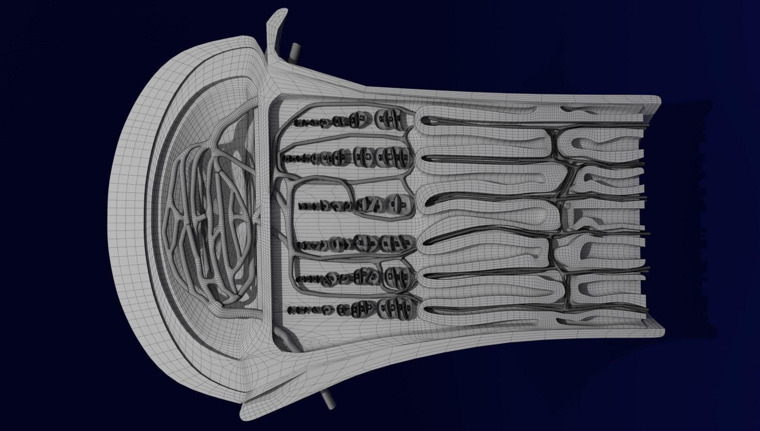 Bone epiphysis ossification detailed labelled anatomy microscopy 3D model_20