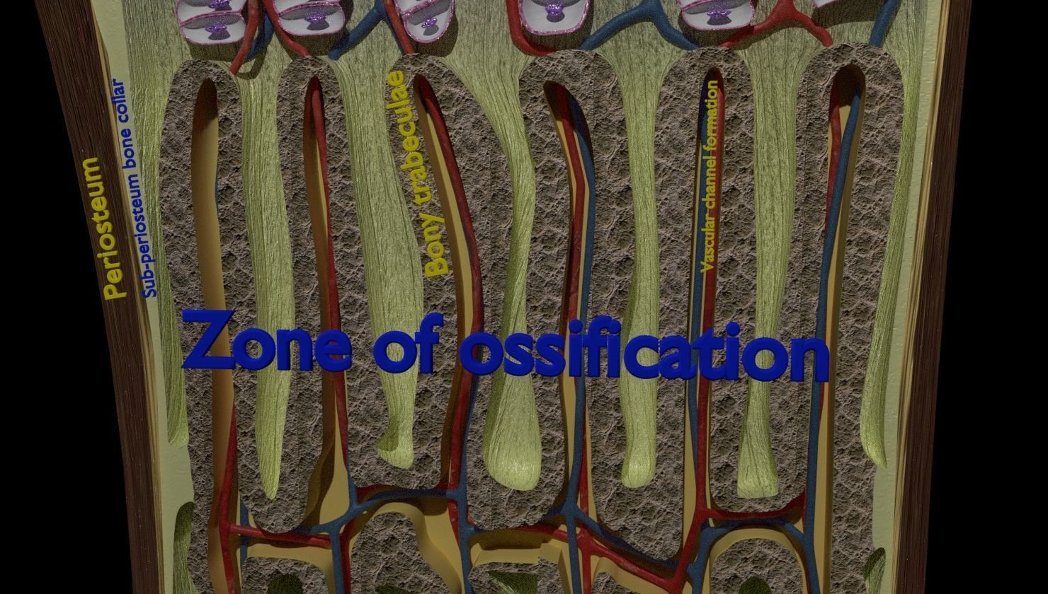 Bone epiphysis ossification detailed labelled anatomy microscopy 3D model_6