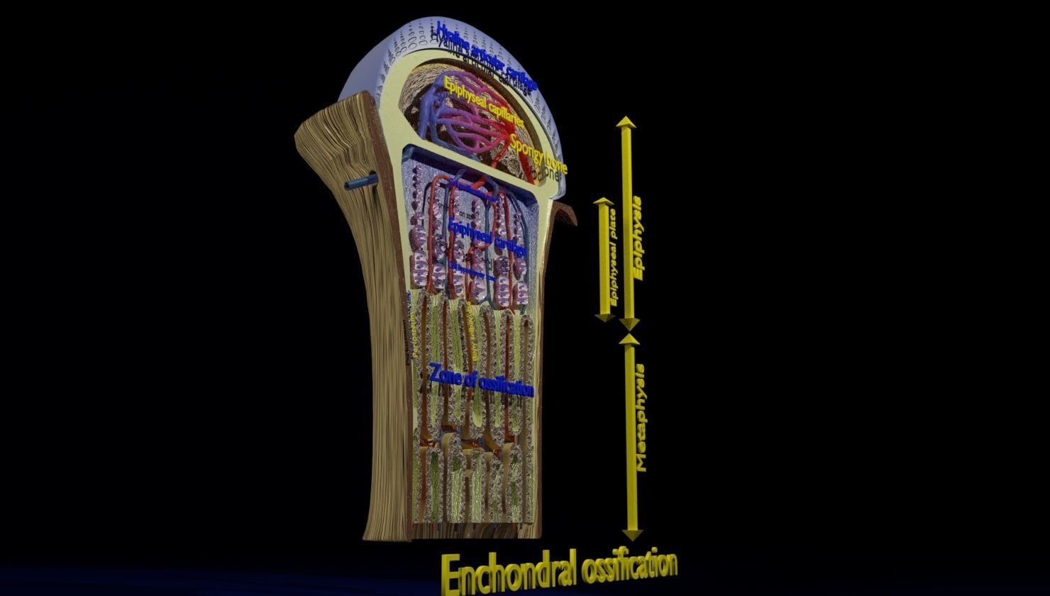 Bone epiphysis ossification detailed labelled anatomy microscopy 3D model_3