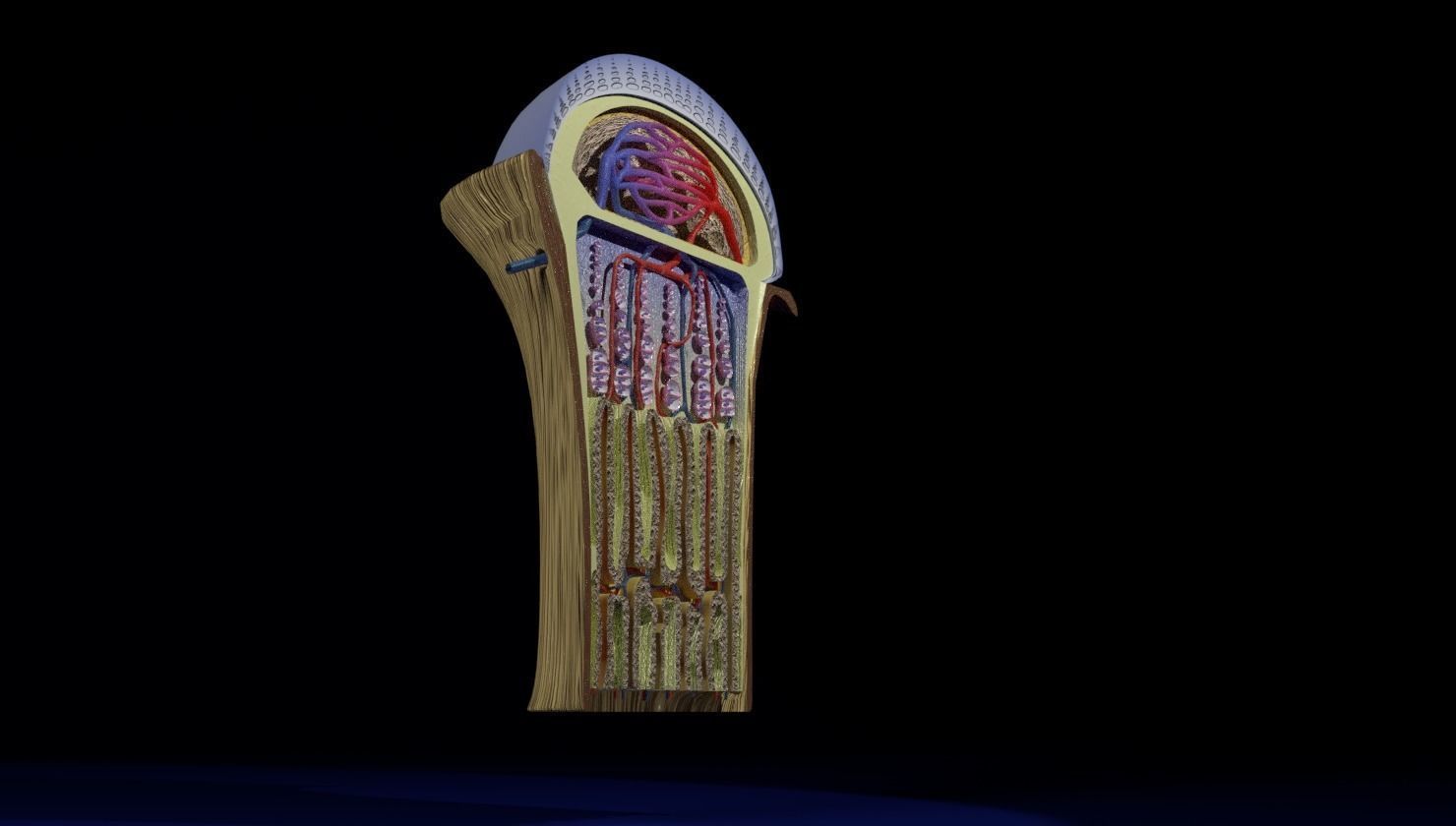 Bone epiphysis ossification detailed labelled anatomy microscopy 3D model_18
