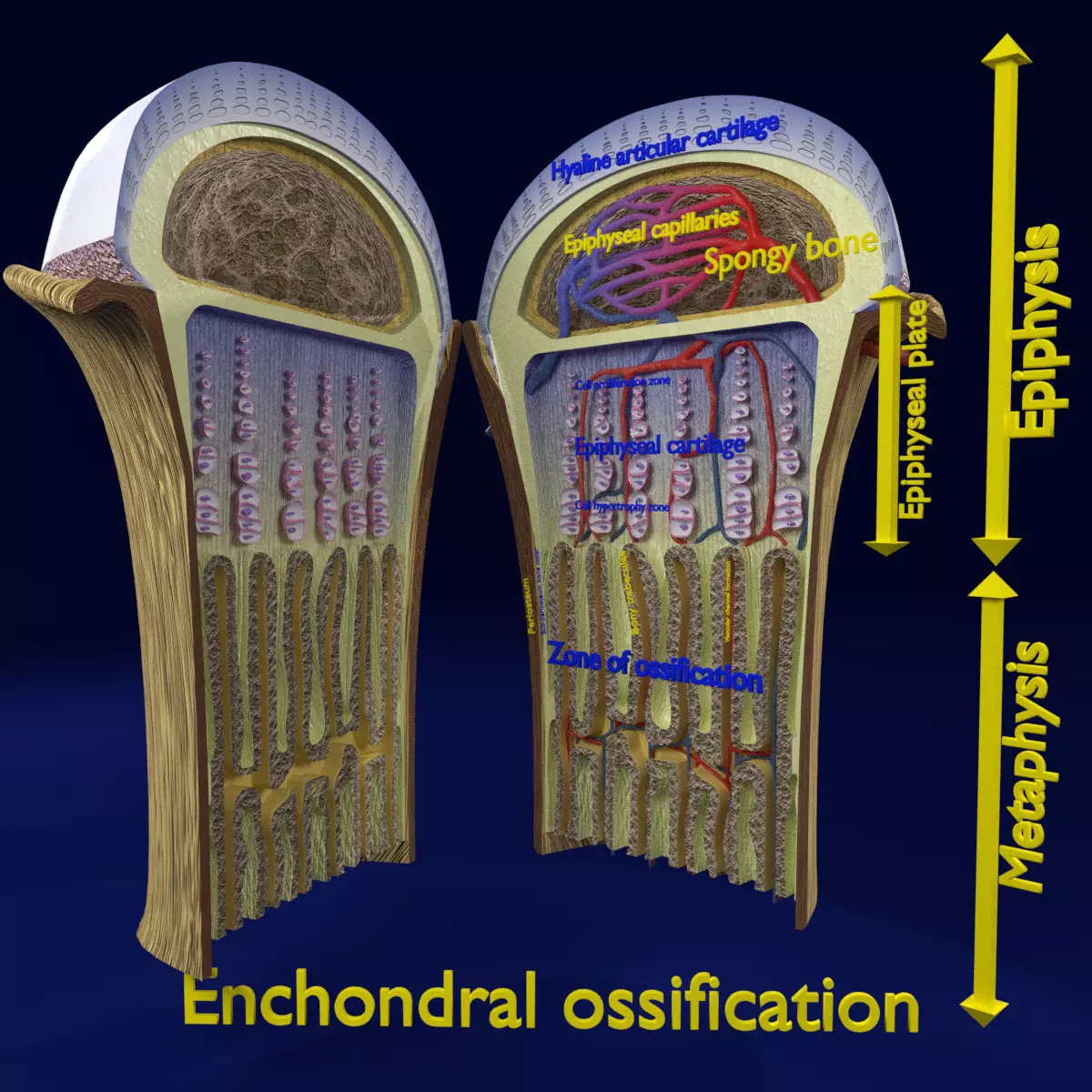 Bone epiphysis ossification detailed labelled anatomy microscopy 3D model_0