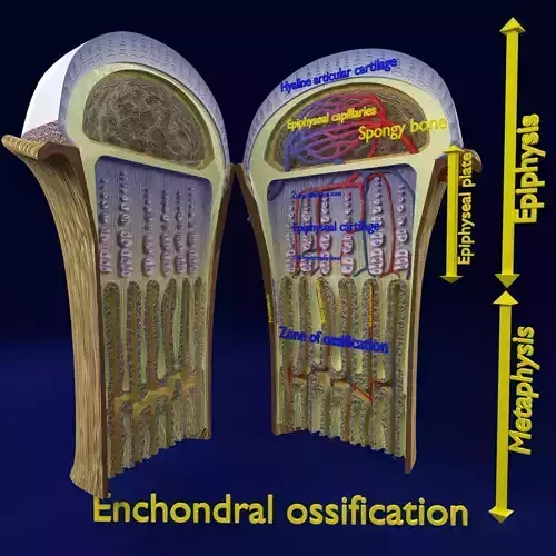 Bone epiphysis ossification detailed labelled anatomy microscopy 3D model