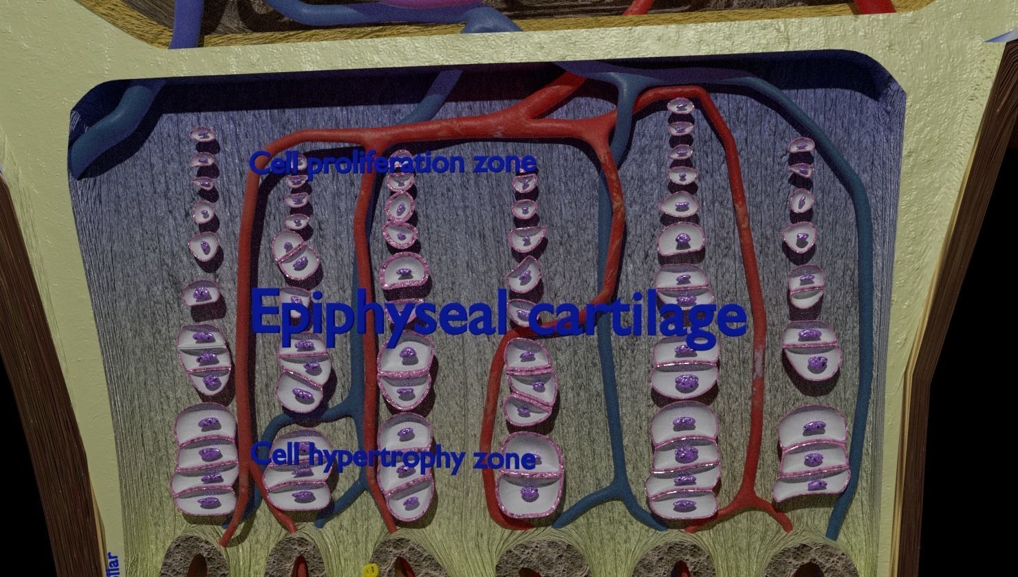 Bone epiphysis ossification detailed labelled anatomy microscopy 3D model_5