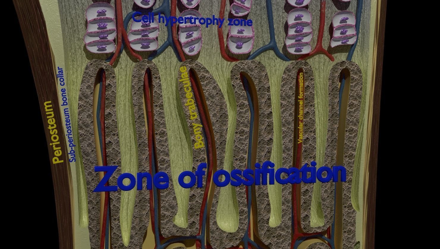 Bone epiphysis ossification detailed labelled anatomy microscopy 3D model_7