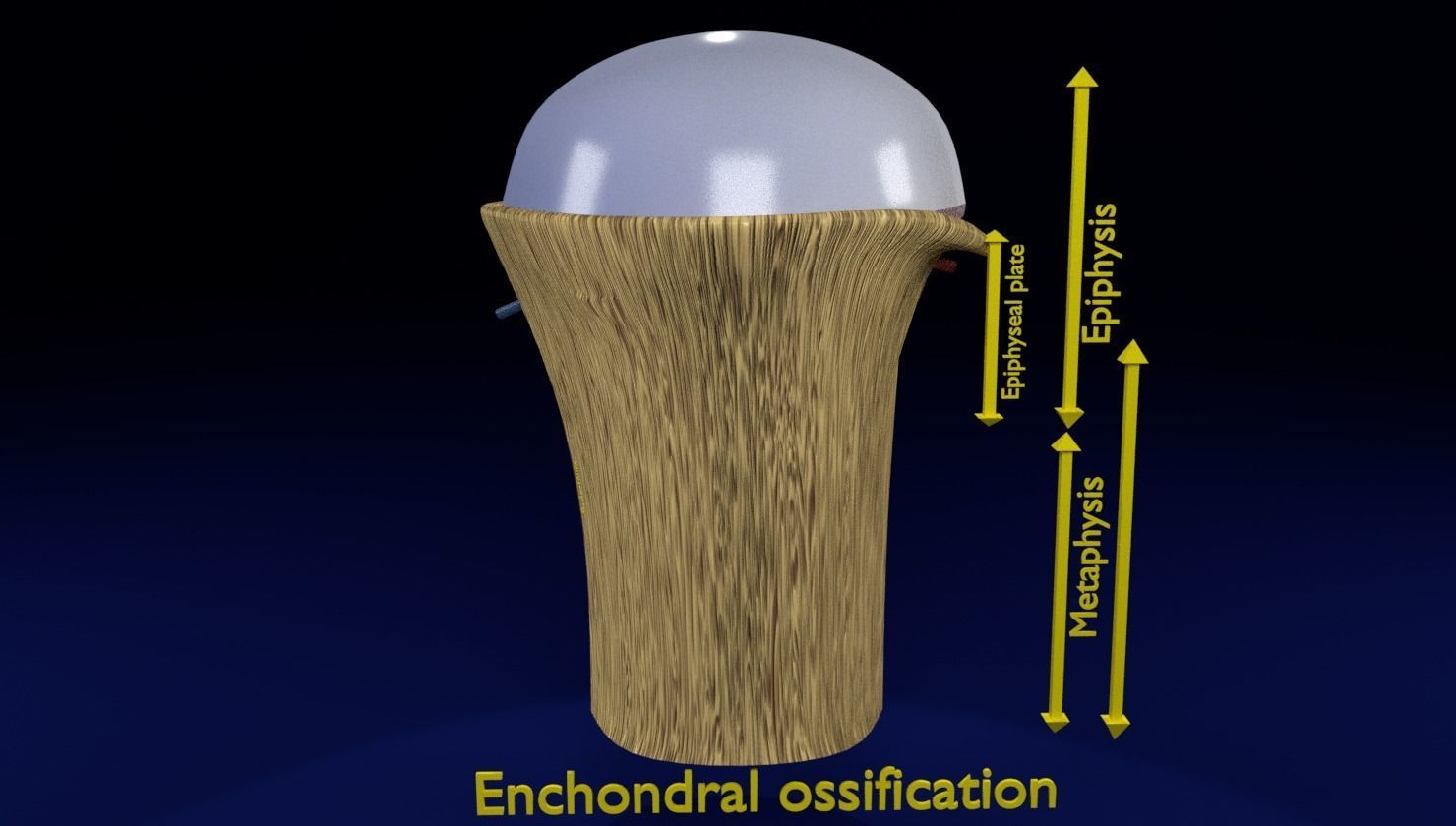 Bone epiphysis ossification detailed labelled anatomy microscopy 3D model_2