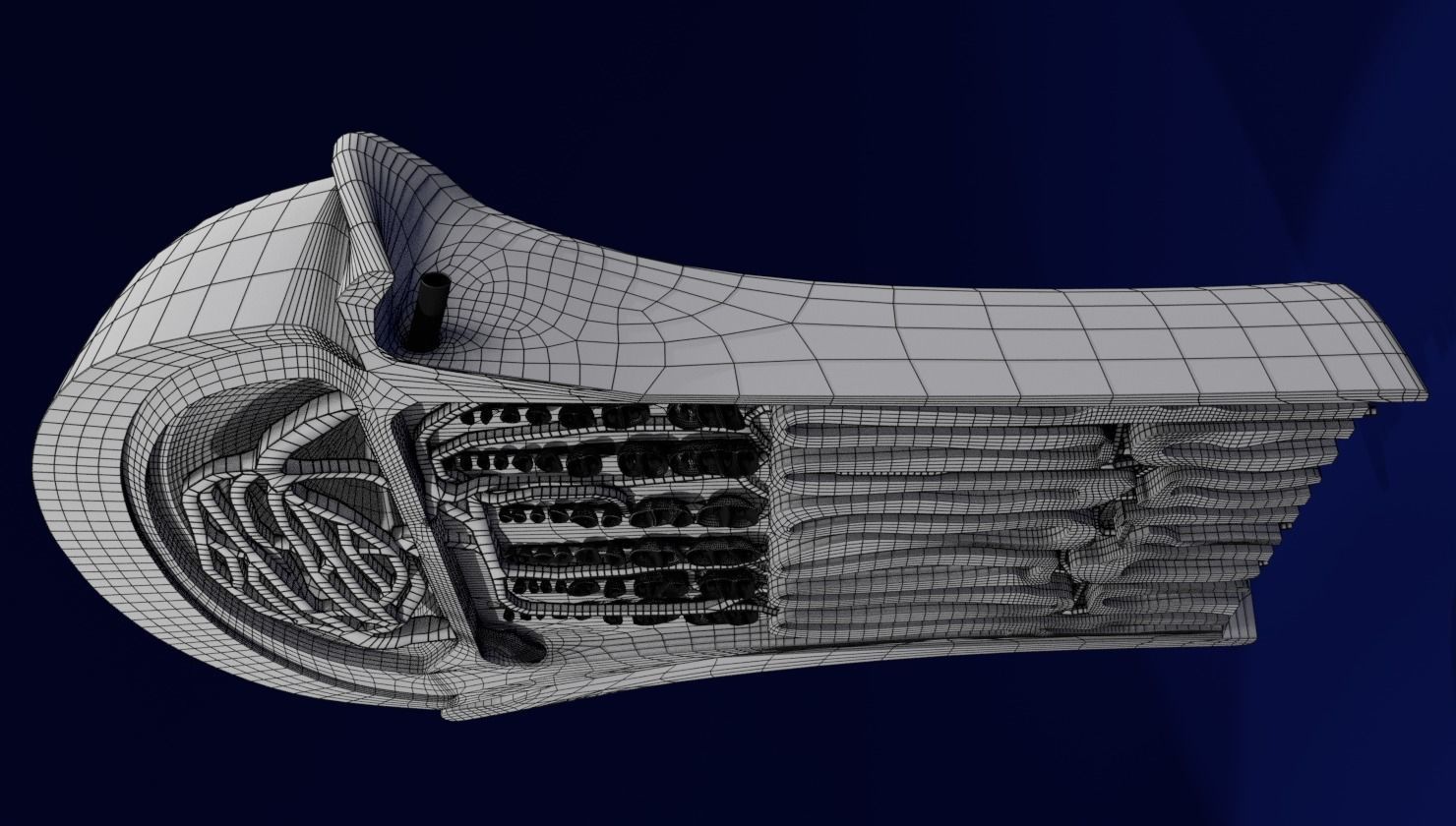 Bone epiphysis ossification detailed labelled anatomy microscopy 3D model_22