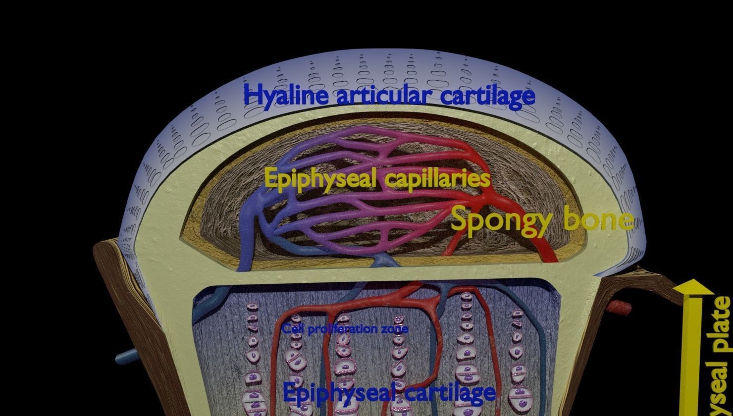 Bone epiphysis ossification detailed labelled anatomy microscopy 3D model_4