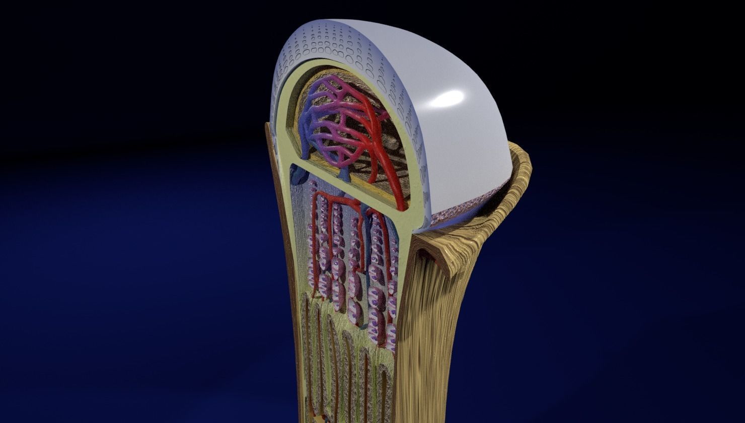Bone epiphysis ossification detailed labelled anatomy microscopy 3D model_11