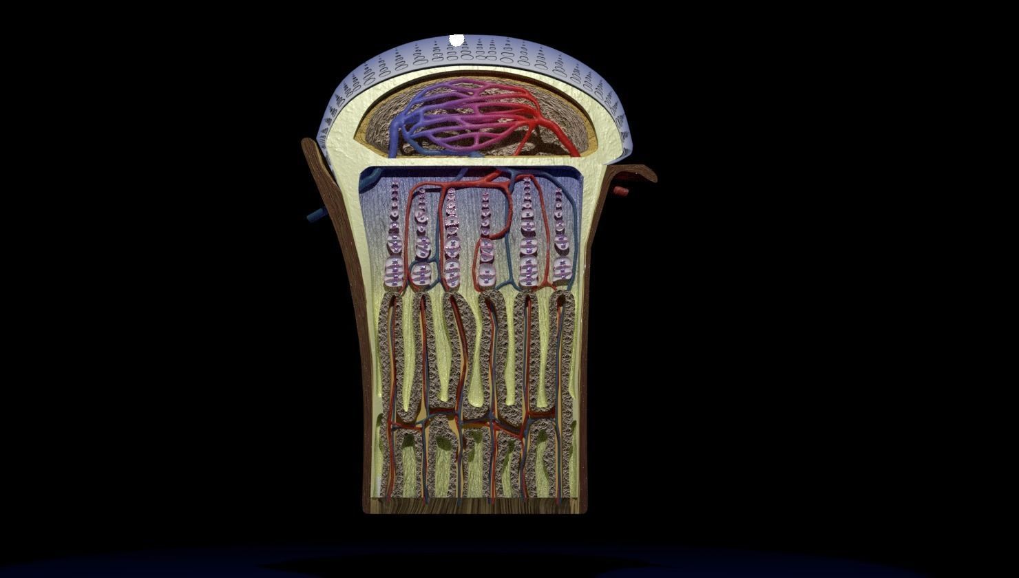 Bone epiphysis ossification detailed labelled anatomy microscopy 3D model_17