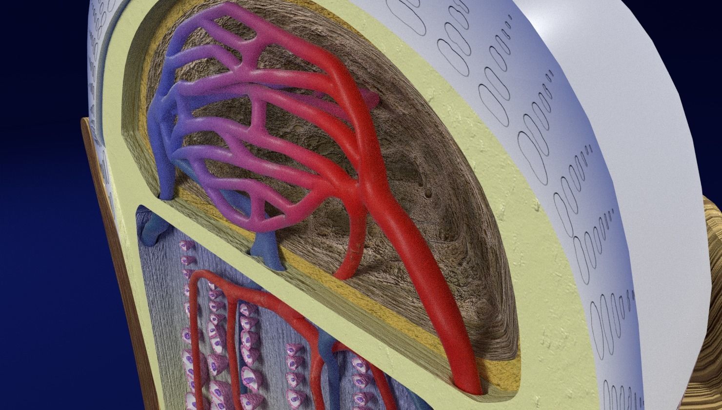 Bone epiphysis ossification detailed labelled anatomy microscopy 3D model_8