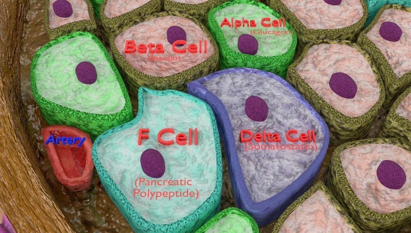 Diabetes pancreas anatomy microscopy islet beta insulin 3D model_8