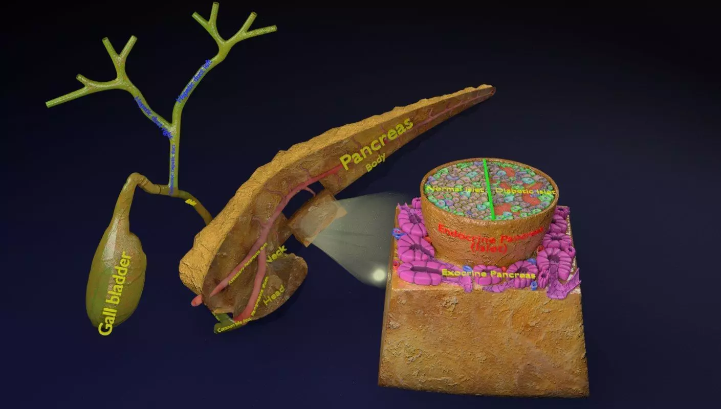 Diabetes pancreas anatomy microscopy islet beta insulin 3D model_0