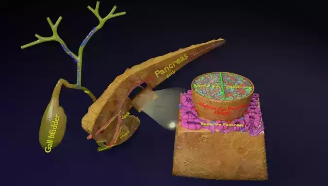 Diabetes pancreas anatomy microscopy islet beta insulin 3D model
