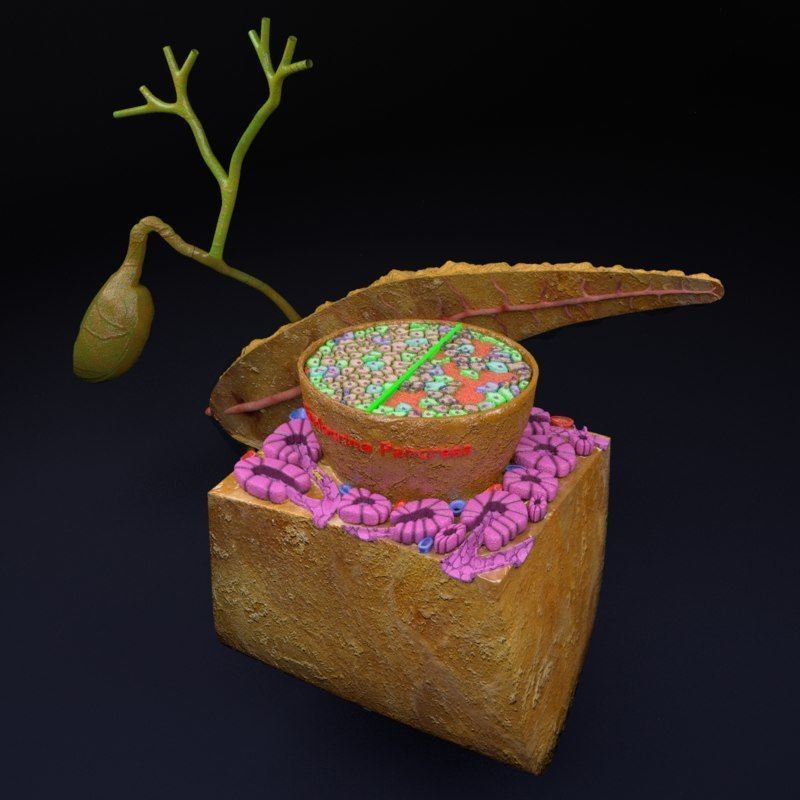 Diabetes pancreas anatomy microscopy islet beta insulin 3D model_22