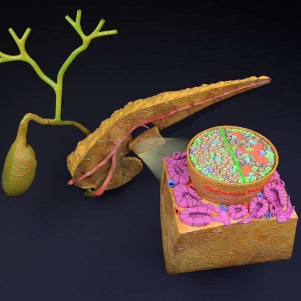 Diabetes pancreas anatomy microscopy islet beta insulin 3D model_23