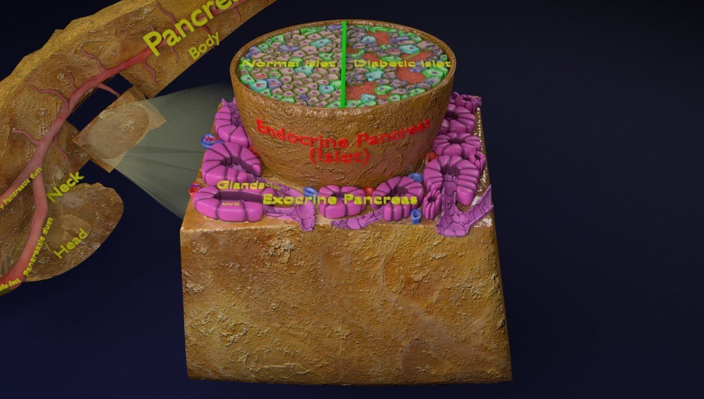 Diabetes pancreas anatomy microscopy islet beta insulin 3D model_19