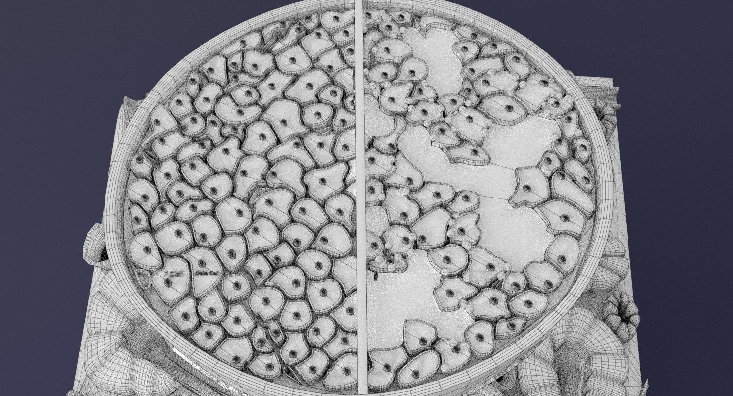 Diabetes pancreas anatomy microscopy islet beta insulin 3D model_35
