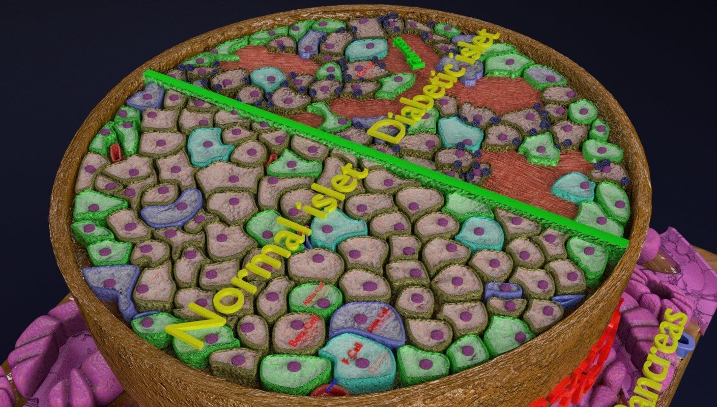 Diabetes pancreas anatomy microscopy islet beta insulin 3D model_14