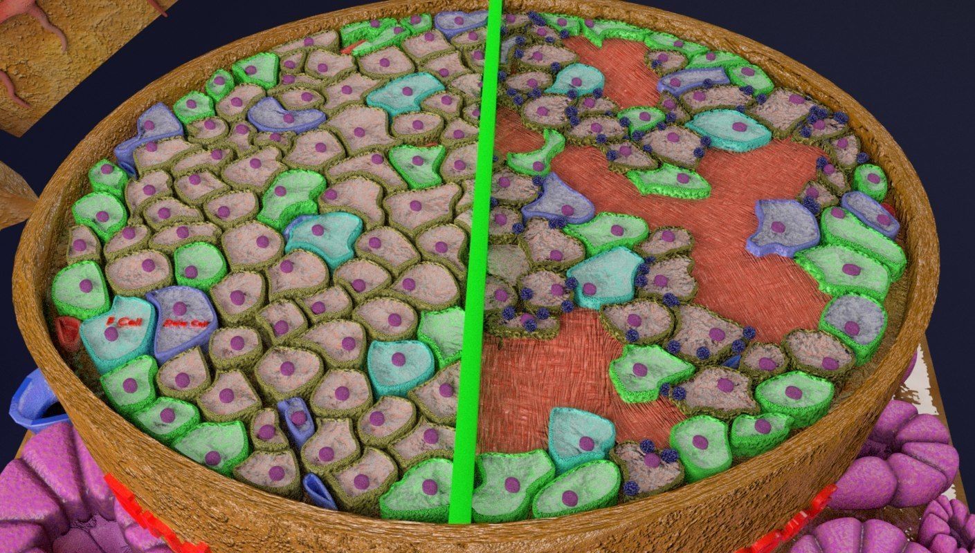 Diabetes pancreas anatomy microscopy islet beta insulin 3D model_15