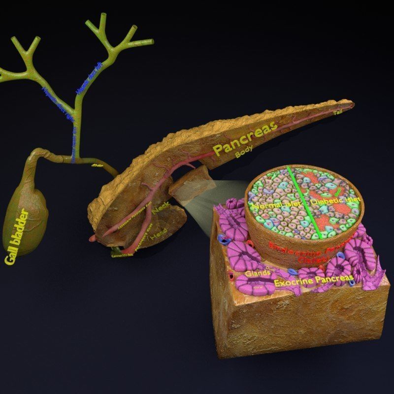 Diabetes pancreas anatomy microscopy islet beta insulin 3D model_25