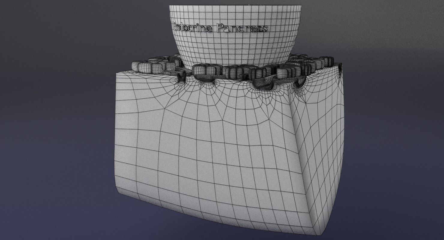 Diabetes pancreas anatomy microscopy islet beta insulin 3D model_31