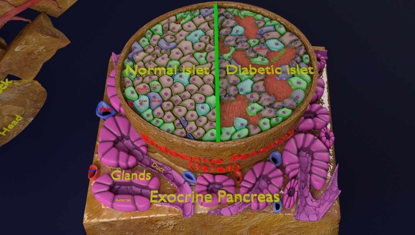 Diabetes pancreas anatomy microscopy islet beta insulin 3D model_20