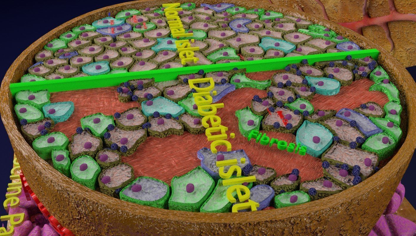 Diabetes pancreas anatomy microscopy islet beta insulin 3D model_12