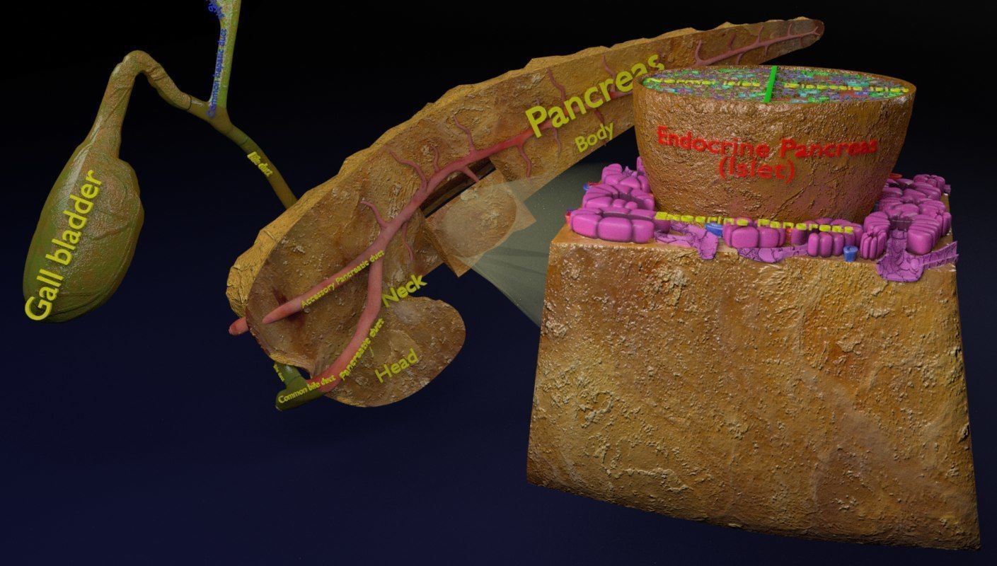 Diabetes pancreas anatomy microscopy islet beta insulin 3D model_17