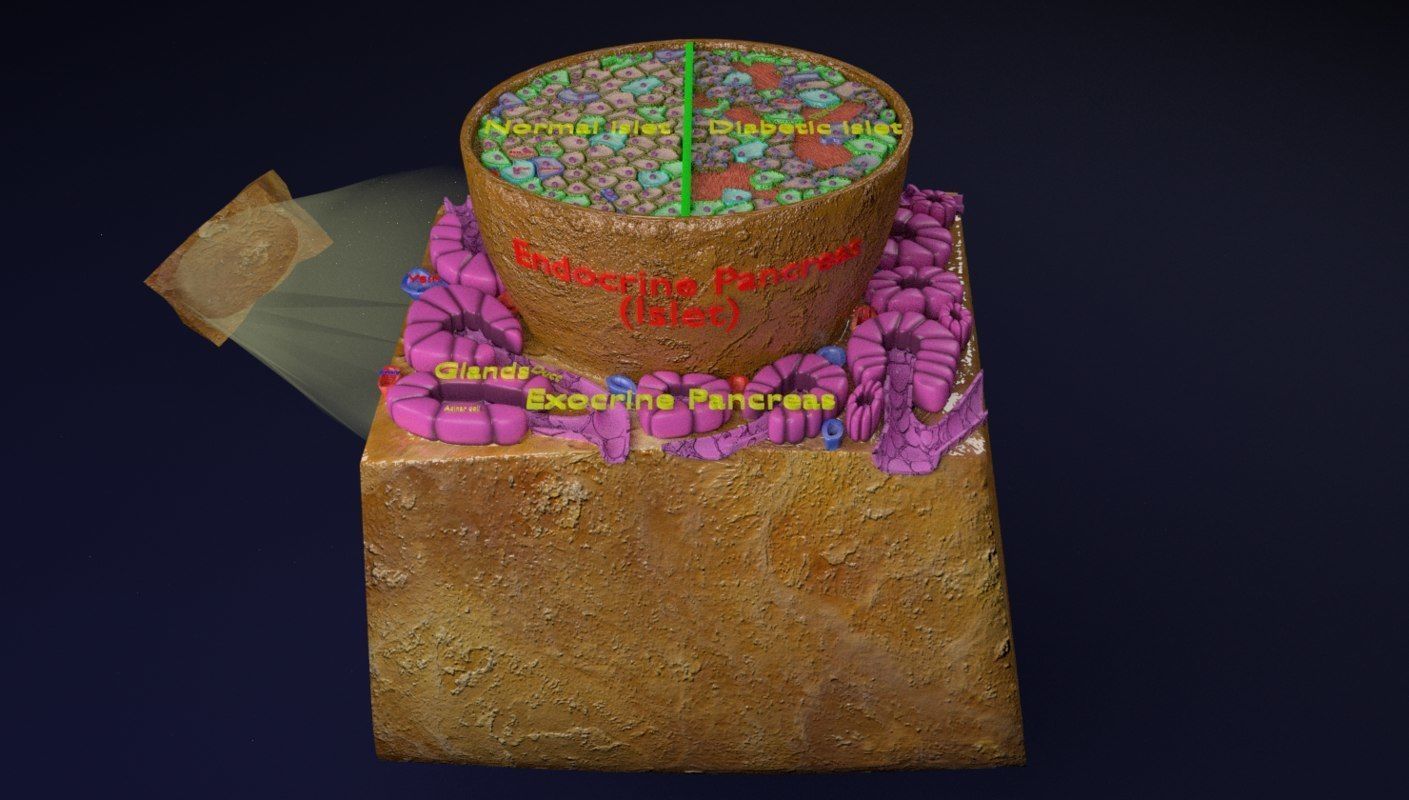 Diabetes pancreas anatomy microscopy islet beta insulin 3D model_18