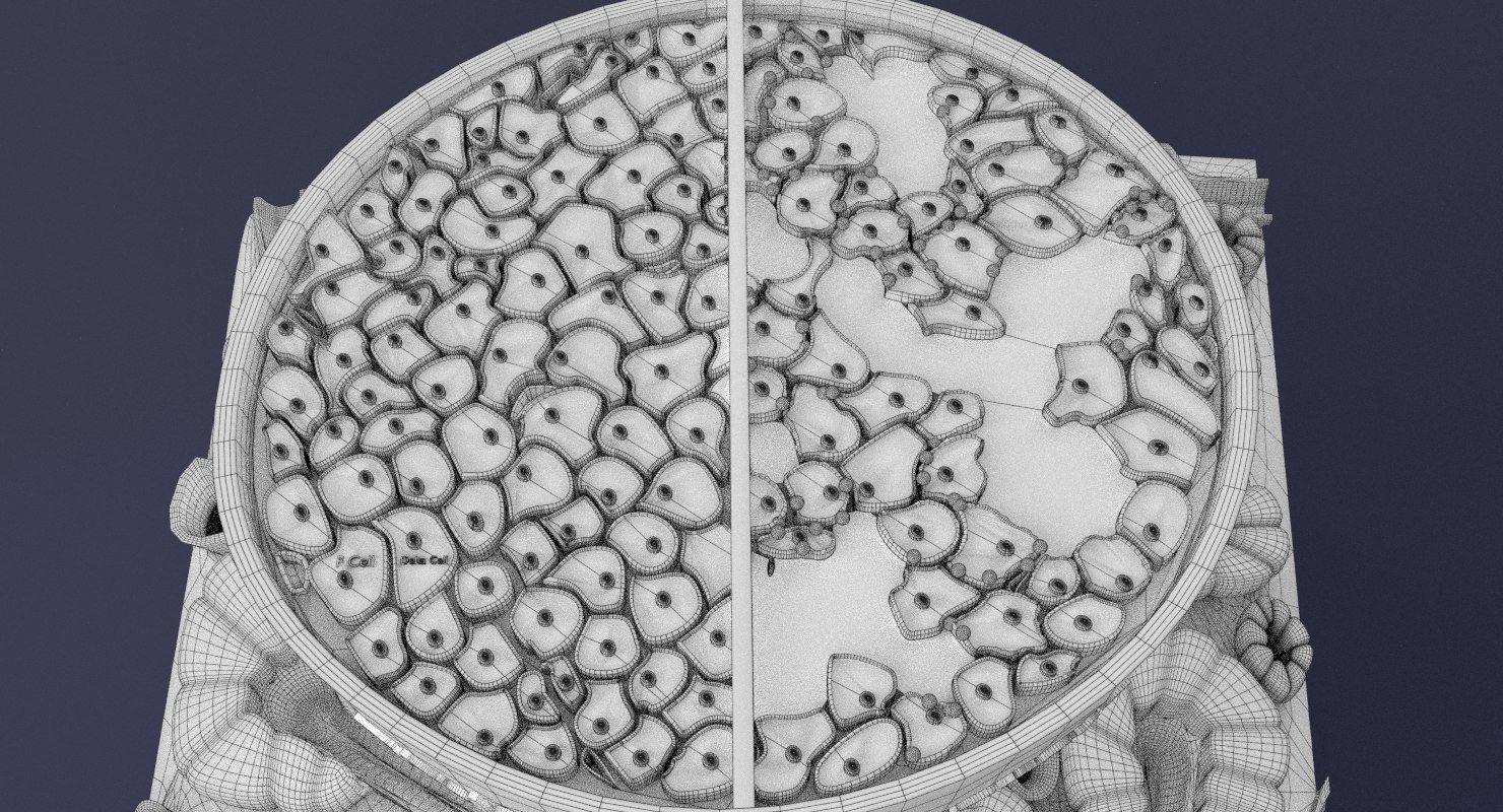 Diabetes pancreas anatomy microscopy islet beta insulin 3D model_36