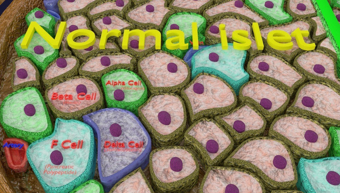 Diabetes pancreas anatomy microscopy islet beta insulin 3D model_7