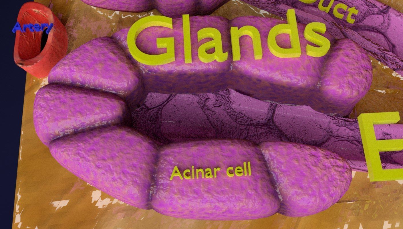 Diabetes pancreas anatomy microscopy islet beta insulin 3D model_4