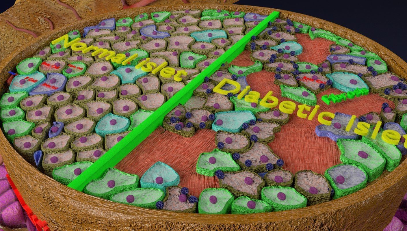 Diabetes pancreas anatomy microscopy islet beta insulin 3D model_11