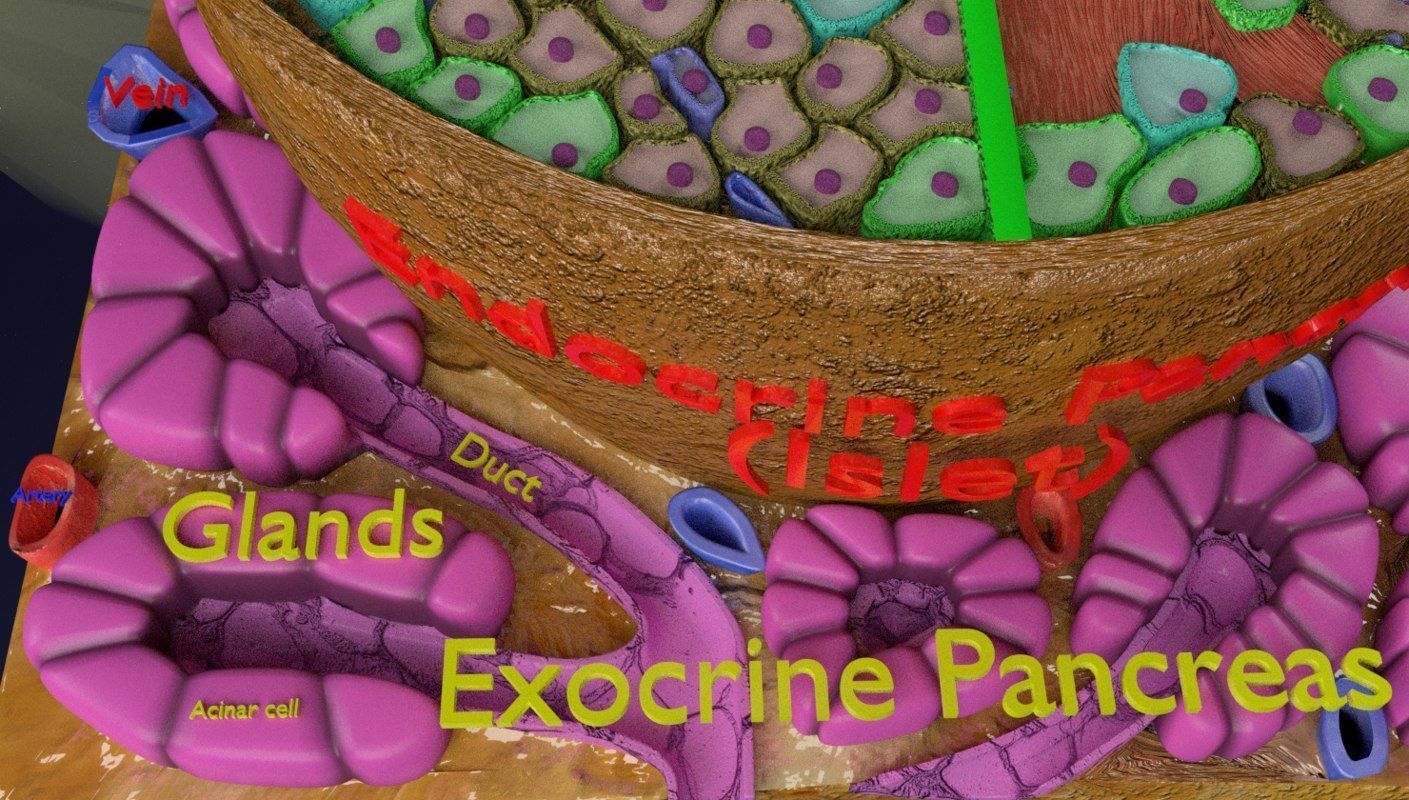 Diabetes pancreas anatomy microscopy islet beta insulin 3D model_3