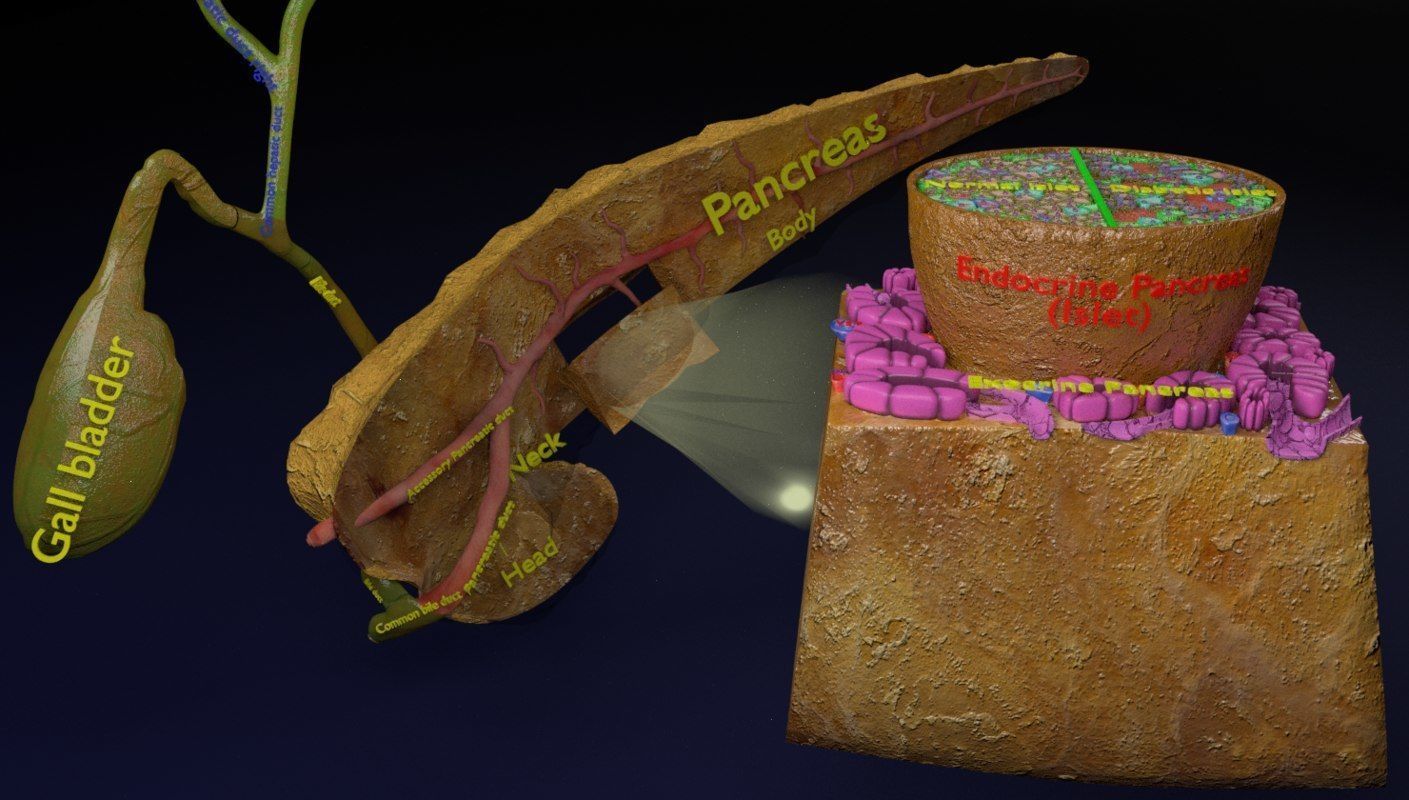 Diabetes pancreas anatomy microscopy islet beta insulin 3D model_16