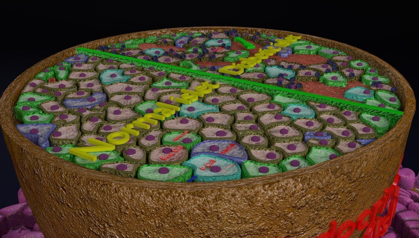 Diabetes pancreas anatomy microscopy islet beta insulin 3D model_13