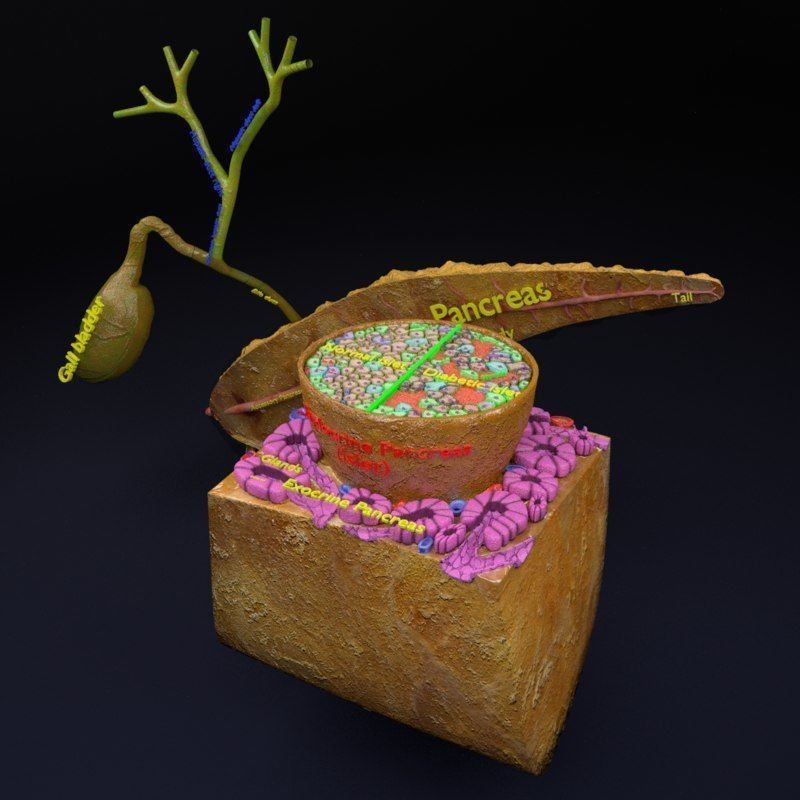 Diabetes pancreas anatomy microscopy islet beta insulin 3D model_24