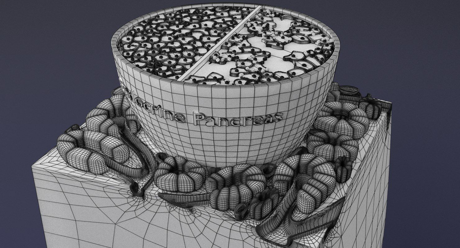 Diabetes pancreas anatomy microscopy islet beta insulin 3D model_32