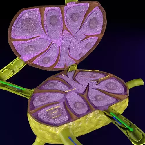 Lymph node Lymphatic system 3D model