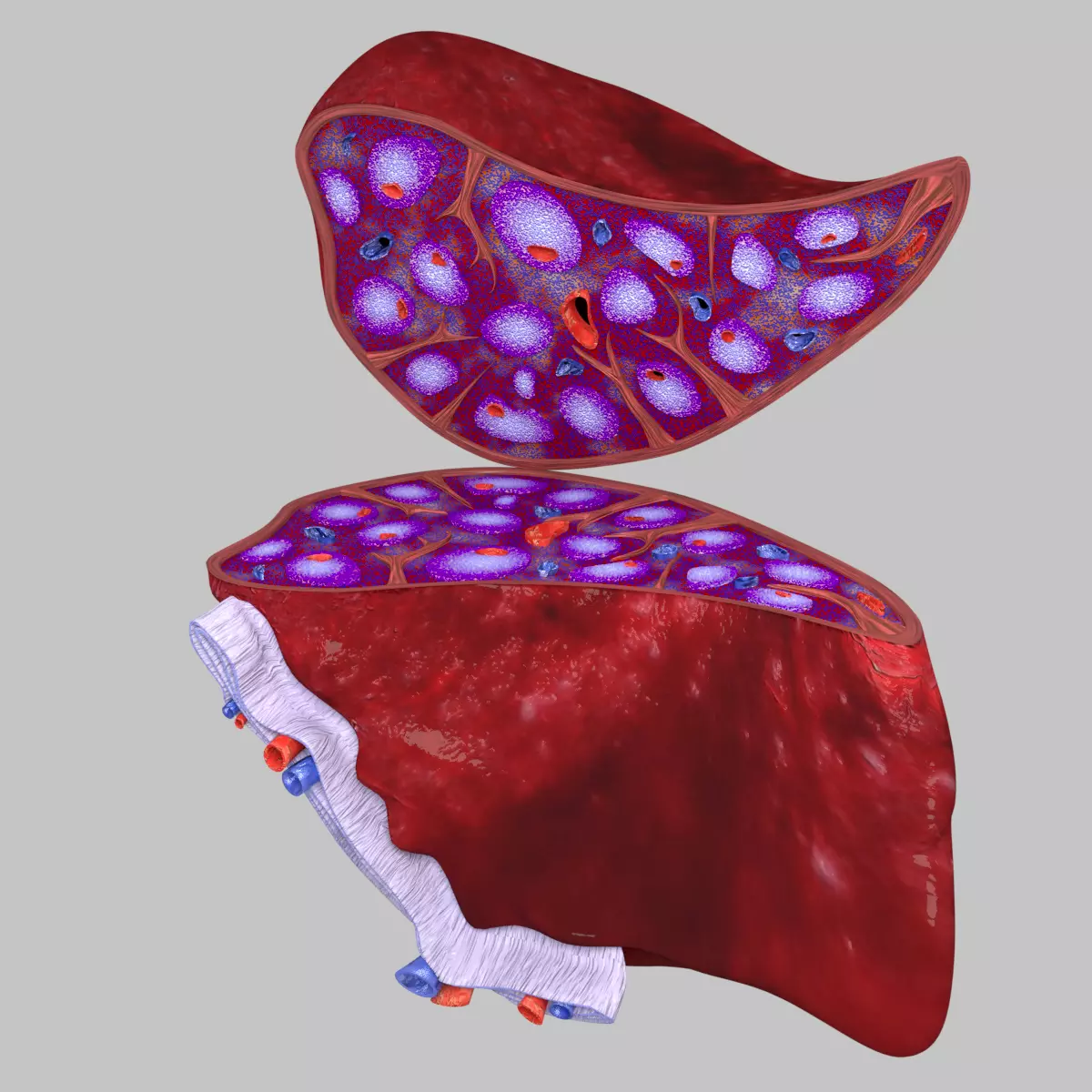 3D Spleen Anatomy Microscopy Labelled 3D model