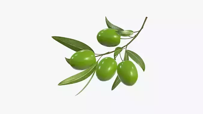Olive branch with leaves 3D model