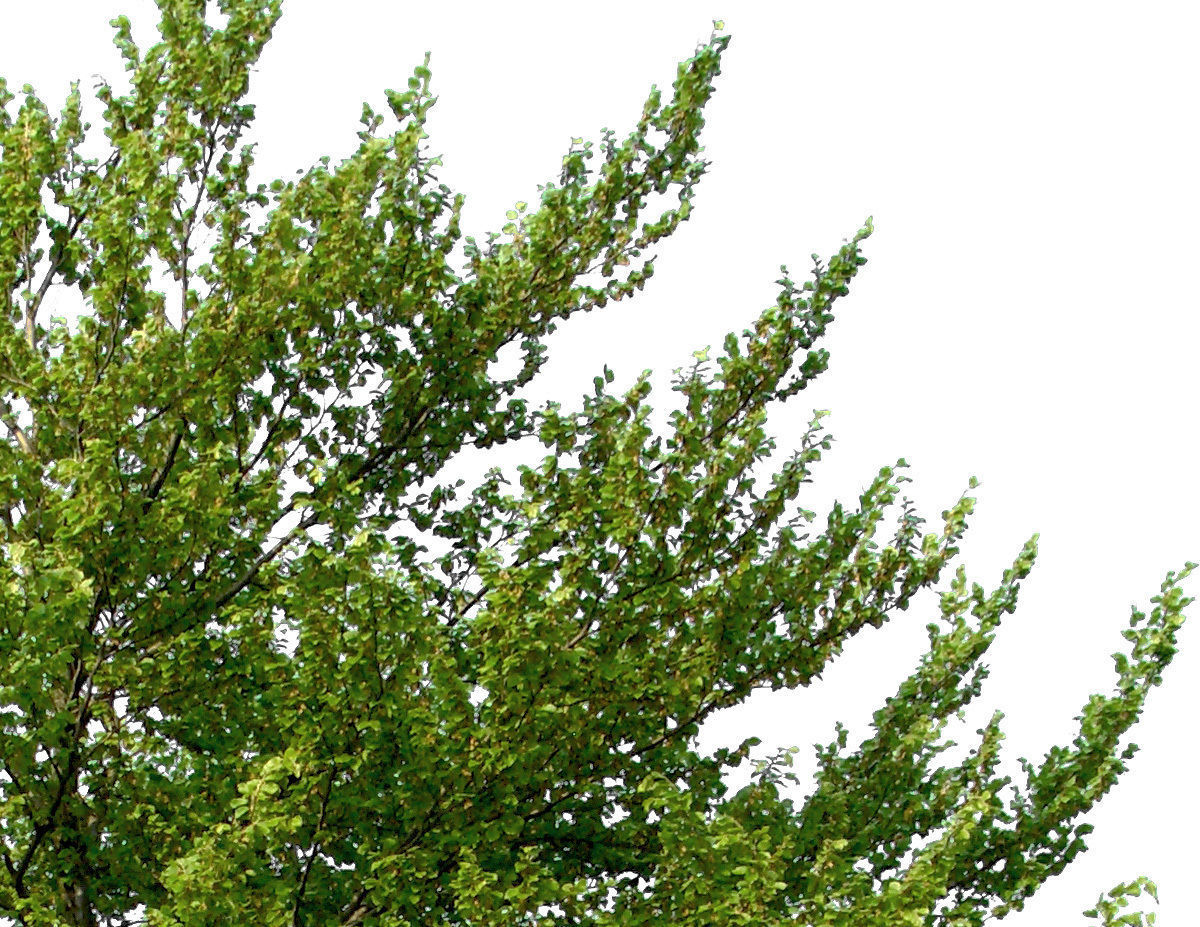 83 Cutout Trees Collection Texture_19