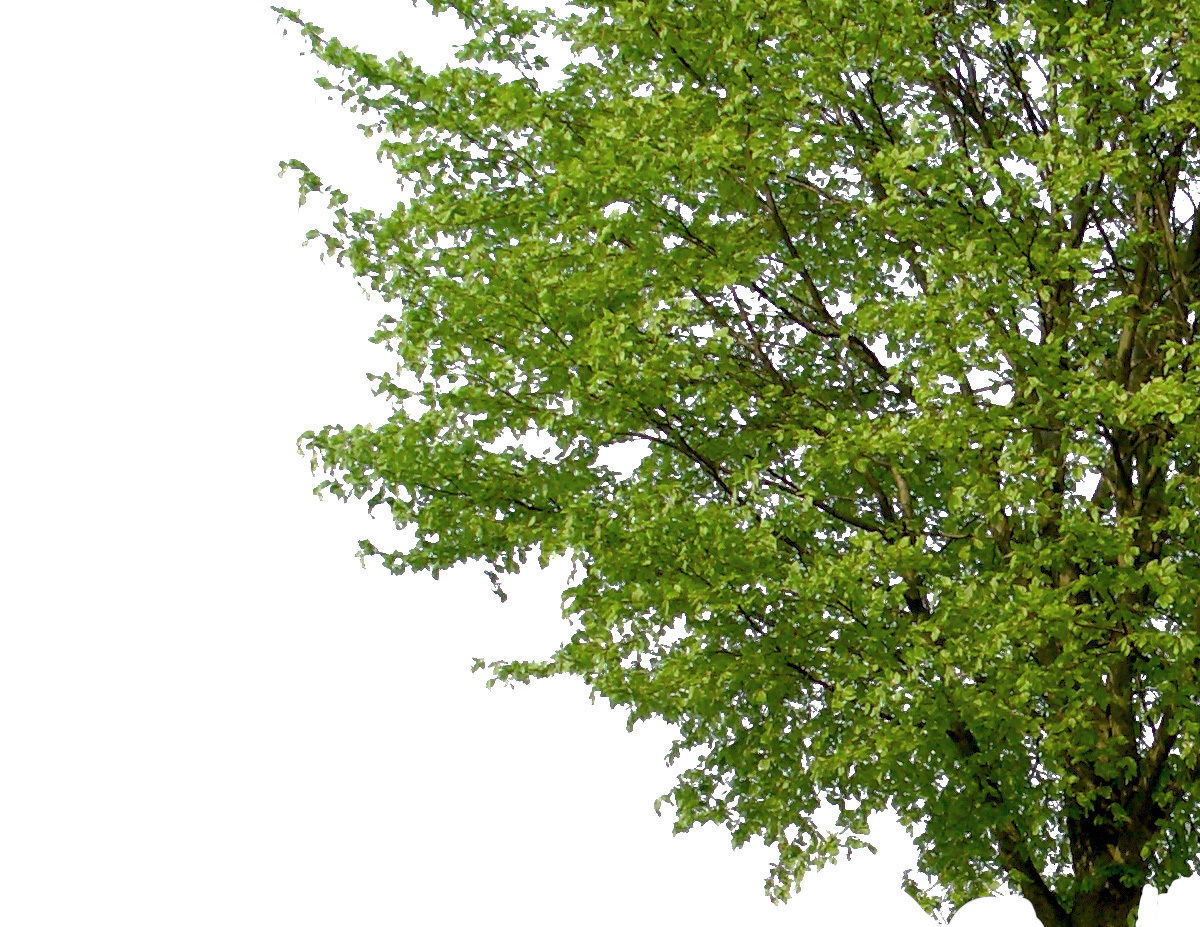 83 Cutout Trees Collection Texture_11