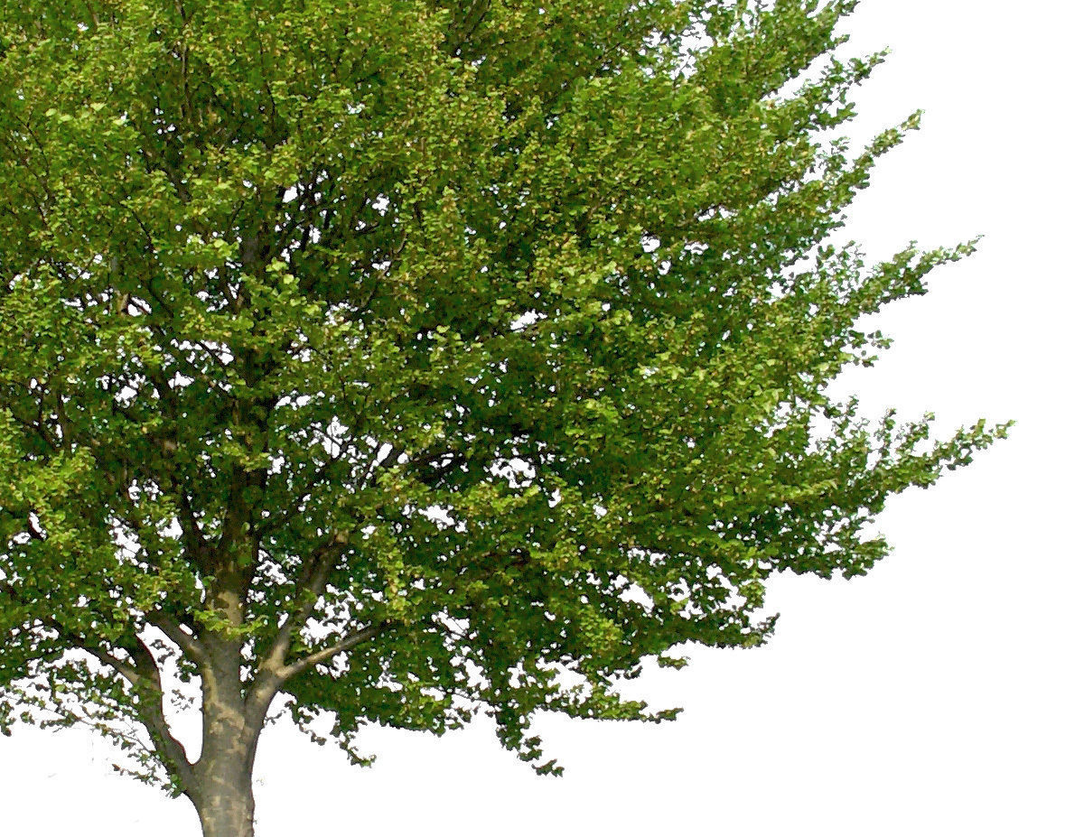 83 Cutout Trees Collection Texture_2