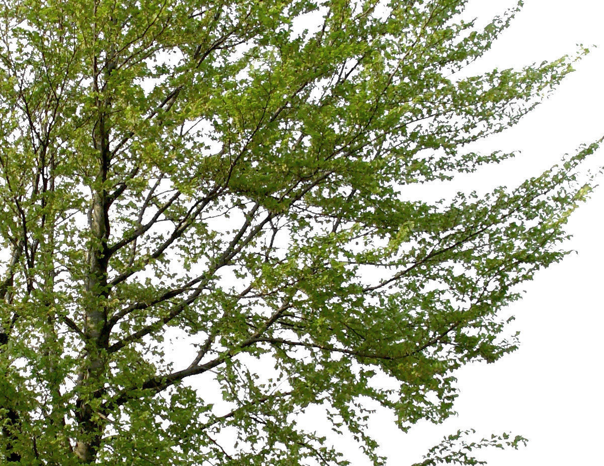 83 Cutout Trees Collection Texture_15