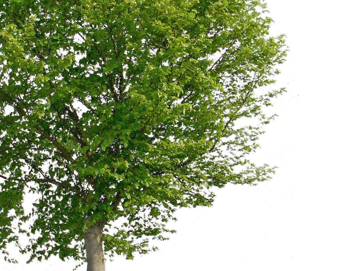 83 Cutout Trees Collection Texture_12