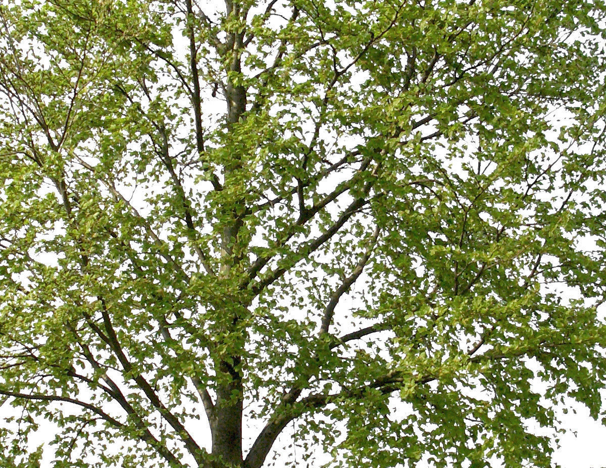 83 Cutout Trees Collection Texture_14