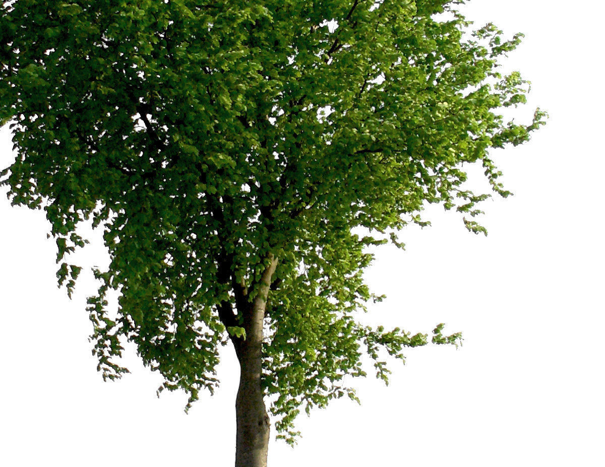 83 Cutout Trees Collection Texture_7