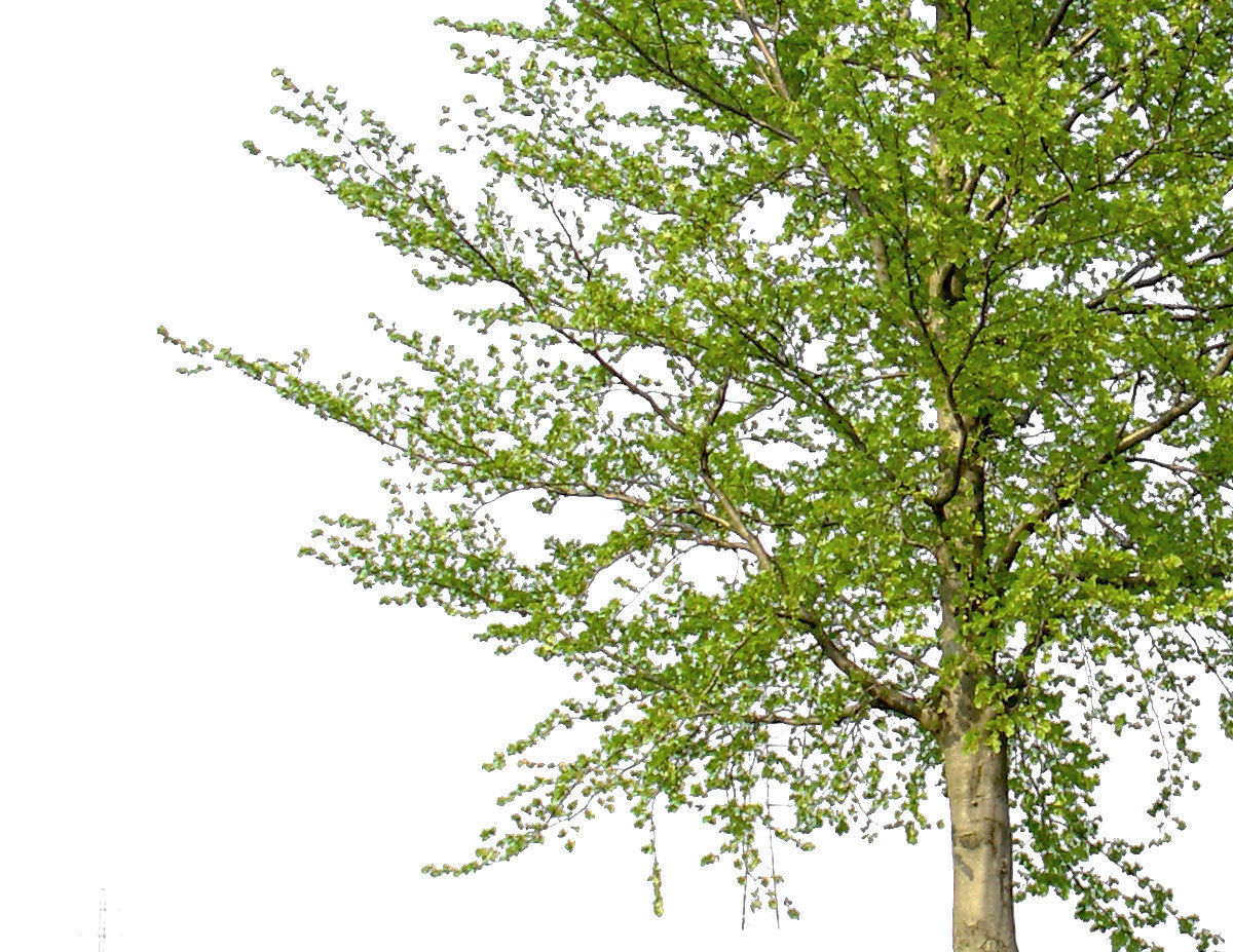 83 Cutout Trees Collection Texture_20