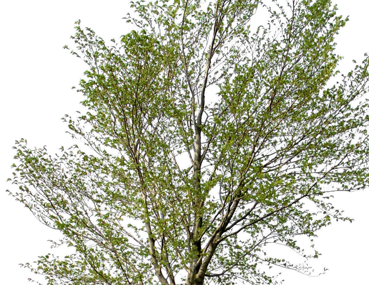 83 Cutout Trees Collection Texture_18